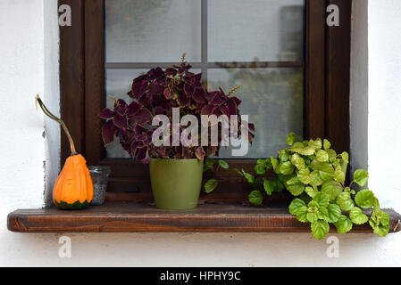 Ornamental flowers and yellow pumpkin in the window Stock Photo