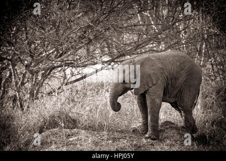 A black and white image of an African Bush Elephant standing in the bush (artistic processing) Stock Photo