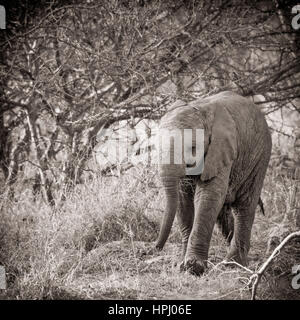 A black and white image of an African Bush Elephant walking in the African bush (artistic processing) Stock Photo