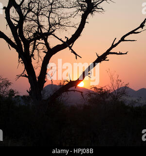 Silhouette of dry tree with African sunrise behind it. Stock Photo