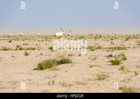 Group of Arabian oryx in the desert. Middle East Stock Photo