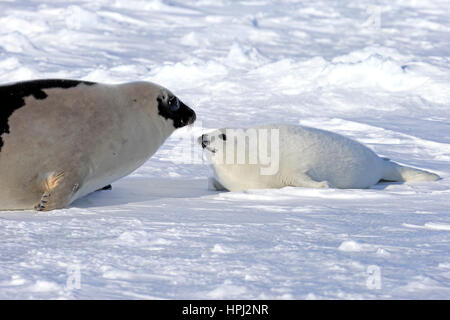 Harp Seal, Saddleback Seal, (Pagophilus groenlandicus), Phoca groenlandica, mother with young on pack ice, Magdalen Islands, Gulf of St. Lawrence, Que Stock Photo
