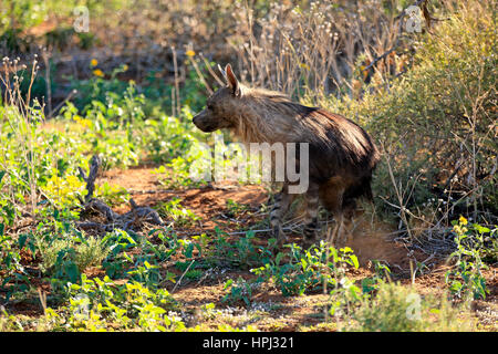 Brown hyena, (Parahyaena brunnea), adult, Tswalu Game Reserve, Kalahari, Northern Cape, South Africa, Africa Stock Photo