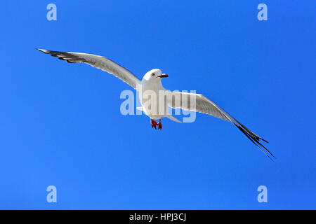 Silver Gull, (Larus novaehollandiae), flying, West Lakes Shore, South Australia, Australia Stock Photo