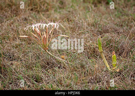 Sand lily, (Crinum buphanoides), blooming, Kruger Nationalpark, South Africa, Africa
