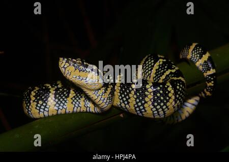 An adult female Wagler's Pit Viper (Tropidolaemus wagleri) on a branch in the rainforest at night in Ulu Semenyih, Selangor, Malaysia