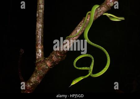 A bright green Oriental Whip Snake (Ahaetulla prasina) in the rainforest at night in Kubah National Park, Sarawak, East Malaysia, Borneo