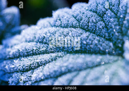 Frosted leaves Stock Photo