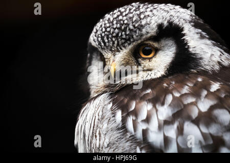 northern hawk owl Stock Photo
