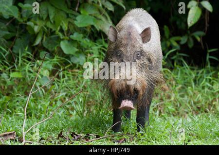 A Bornean Bearded Pig (Sus barbatus) at Bako National Park, Sarawak, East Malaysia, Borneo Stock Photo