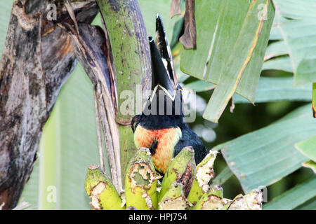 Tropical black and yellow wild toucan eating a banana in a tree Stock Photo