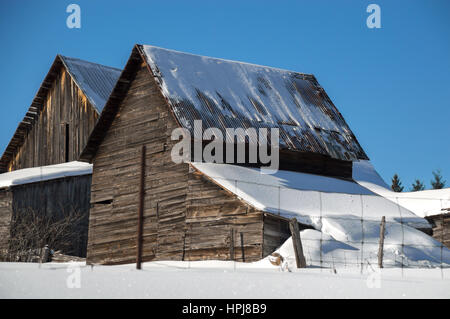 Two snow covered barns in the sunshine in Northern Ontario. Blue sky and fresh white snow. Stock Photo