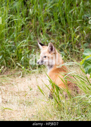 Profile view of kit fox in grass Stock Photo