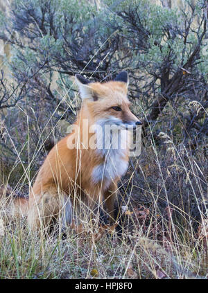 Fox in grass with ears back Stock Photo