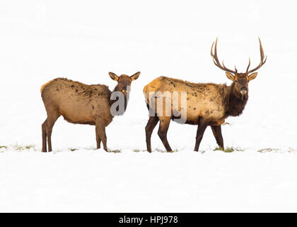 Bull and cow elk in deep sonw Stock Photo