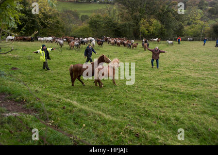 Wales, United Kingdom. October 18 2016.   Carneddau ponies are pictured in snowdonia national park - their native home Stock Photo