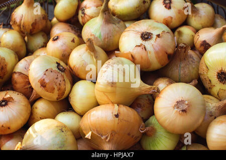 Fresh harvested onion background. Raw onions in basket Stock Photo