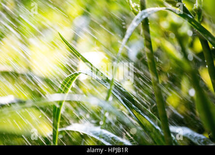 Watering garden. Water falling on bright green vegetation. Shallow depth of field Stock Photo