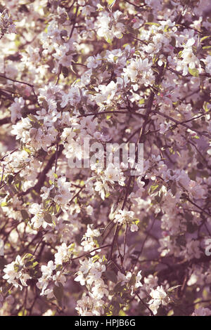 Spring season blossom tree background Stock Photo