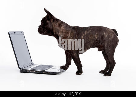 Franzoesische Bulldogge mit Laptop - French bulldog using laptop Stock Photo