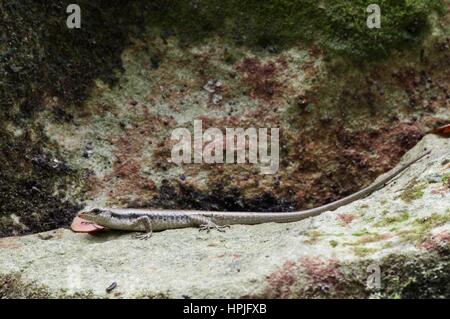A Mangrove Skink (Emoia atrocostata) on a rotting log in an esturine