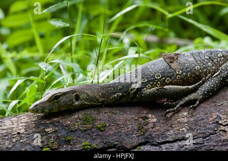 A Common Water Monitor lizard (Varanus salvator) basks on a log in Bako National Park, Sarawak, East Malaysia, Borneo Stock Photo