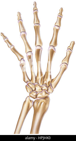 Human Hand - Normal Showing Bones and Joints Stock Photo - Alamy