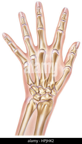Human Hand - Normal Showing Bones and Joints Stock Photo - Alamy