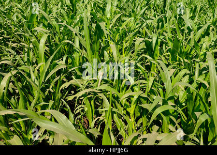 Fresh Green Sugar Cane Field Stock Photo