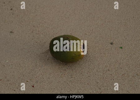 A fresh green coconut from a palm tree laying on the sandy beach,  Hasting, Barbados, Caribbean. Stock Photo