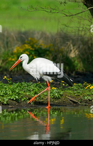 White stork (Ciconia ciconia) hunting frogs on lake bank Stock Photo