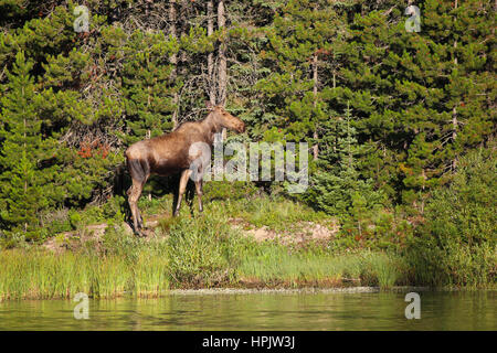 Moose female cow at lake in Glacier National Park Montana Stock Photo