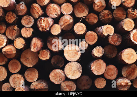 Wooden natural background with cutting circle logs Stock Photo