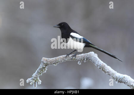 Common magpie (Pica pica) sitting at freezing temperature on a branch, Siegerland, North Rhine-Westphalia, Germany Stock Photo