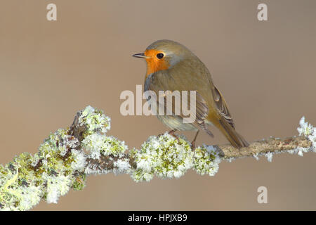 Robin (Erithacus rubecula) sitting in the winter on a branch with lichen, Siegerland, North Rhine-Westphalia, Germany Stock Photo