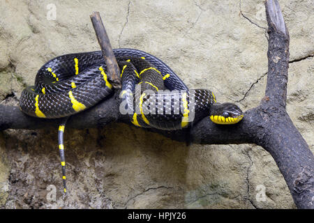 Mangrove tree snake (Boiga dendrophila) on branch, captive, occurrence Asia Stock Photo