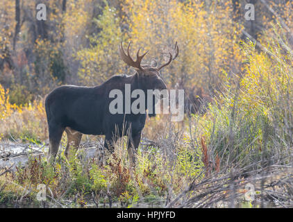 Foggy morning young bull moose looking for love during rut Stock Photo