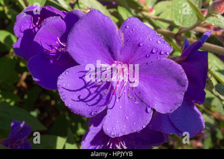 Greymouth, West Coast, New Zealand. Brilliant purple flowers of a glory bush (Tibouchina urvilleana) covered in water droplets. Stock Photo