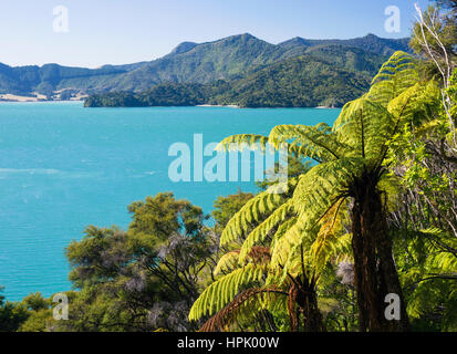 Te Mahia, Marlborough, New Zealand. View over the turquoise waters of Kenepuru Sound from wooded hillside, tree ferns in foreground. Stock Photo