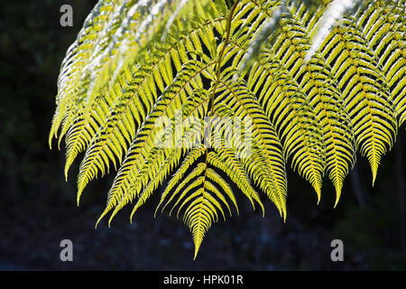 Abel Tasman National Park, Tasman, New Zealand. Backlit frond of a black tree fern (Cyathea medullaris). Stock Photo