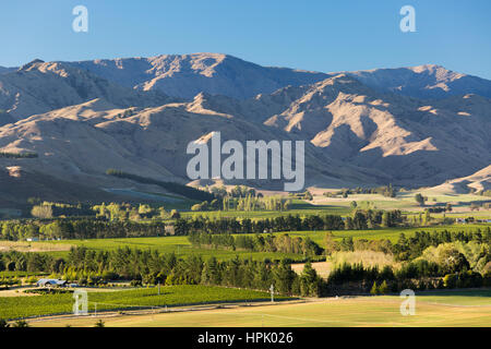 Blenheim, Marlborough, New Zealand. View over vineyards in the Wairau Valley to the arid slopes of the Wither Hills. Stock Photo