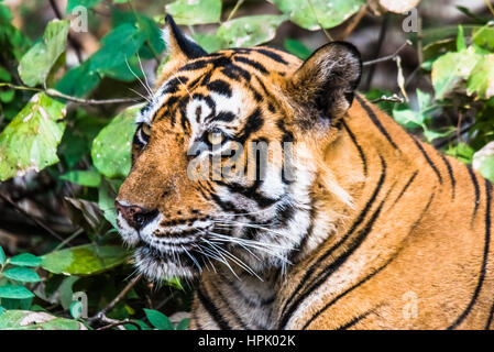 Close encounter with Royal Bengal Tiger named Ustaad Stock Photo