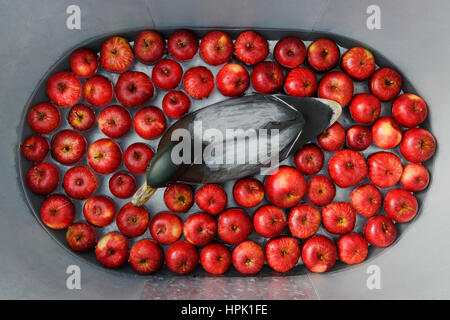 Wooden decoy duck in the shape of a male Mallard, surrounded by red apples. Floating in water at the bottom of a galvanised Plasterer's bath. Stock Photo