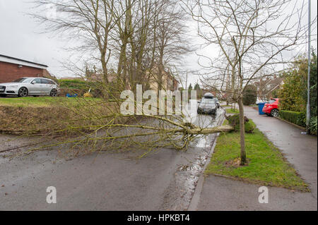 Staffordshire, West Midlands. 23rd Feb, 2017. UK Weather. Storm Doris batters Staffordshire in the West Midlands. Winds gusting at 65mph knock over a tree in Upper Longdon, near Lichfield, Staffordshire, on the edge of Cannock Chase. Credit: Richard Grange/Alamy Live News Stock Photo