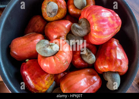 Red cashew apples in Cost Rica Stock Photo