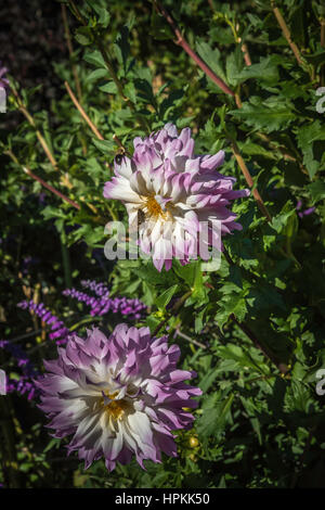 Flowers, floral, gardening Longwod garden, PA.  Pennsylvania Stock Photo