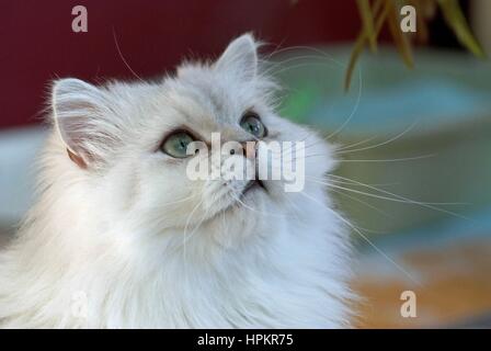 A white Persian cat looking at a toy Stock Photo