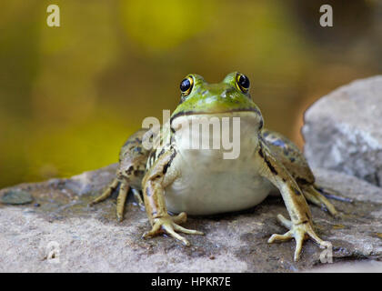 A northern green frog (Rana clamitans) sitting by a pond Stock Photo