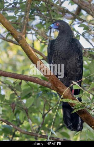 Black Guan perched iln tree (Chamaepetes unicolor) Costa Rica Stock Photo