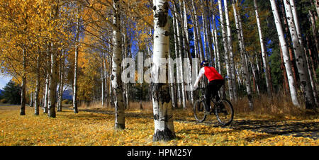 Mountain Biking Through an Aspen Grove Outside Sisters Oregon Stock Photo